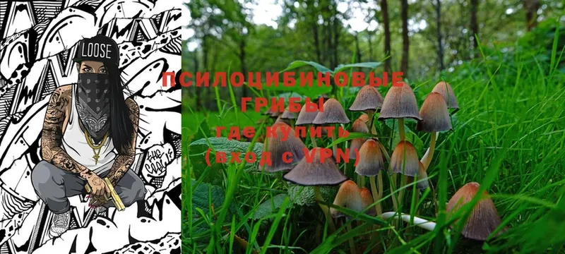 Галлюциногенные грибы Magic Shrooms  блэк спрут маркетплейс  Покров  купить  сайты 